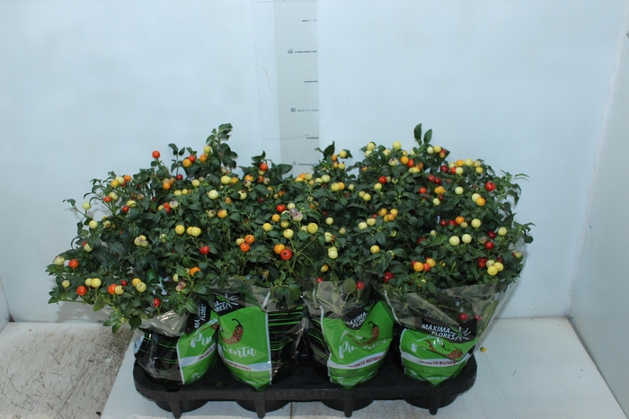 <h4>PIMENTA BODE P14</h4>