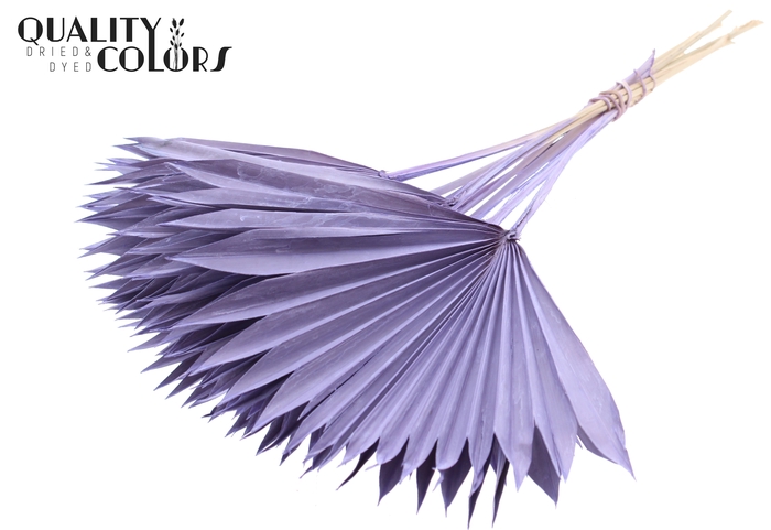 Sun Spear per stem Frosted Milka
