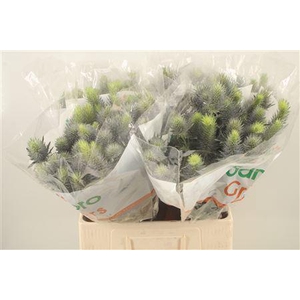 Eryngium Pacifi Blue Sky