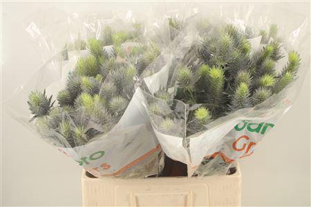 <h4>Eryngium Pacifi Blue Sky</h4>