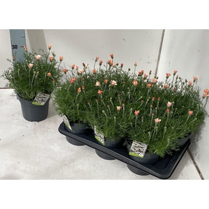 RHODAN H ZAGORA ORAN