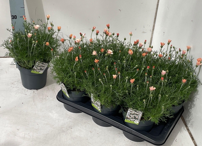 <h4>RHODAN H ZAGORA ORAN</h4>