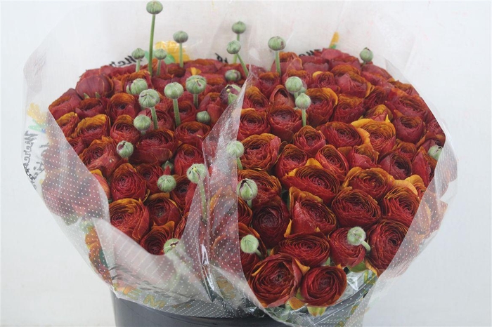 <h4>Ran Cloni 1 Brownie</h4>