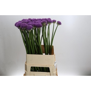 Allium Gladiator