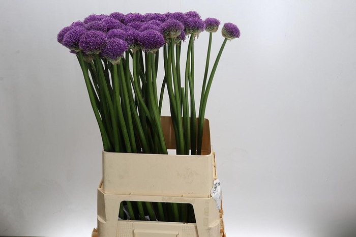 <h4>Allium Gladiator</h4>