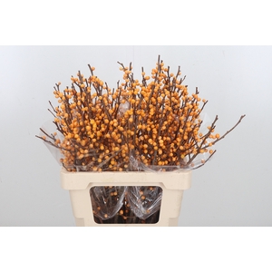 Ilex Golden Verboom