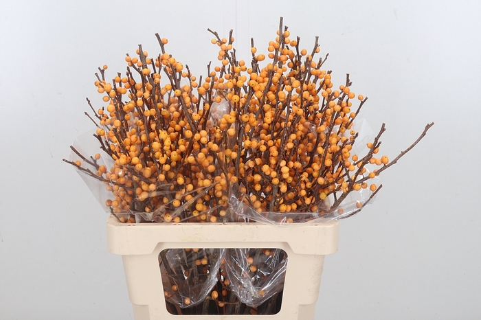 <h4>Ilex Golden Verboom</h4>