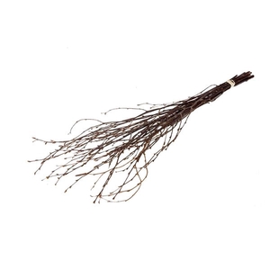 Birch 75cm Natural