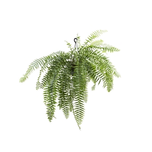 SAMAMBAIA HOLANDESA C25