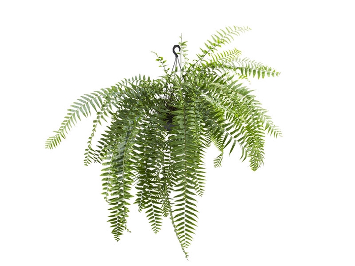 <h4>SAMAMBAIA HOLANDESA C25</h4>