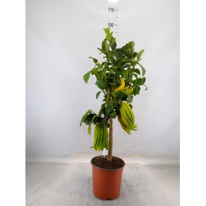 Citrus   ...