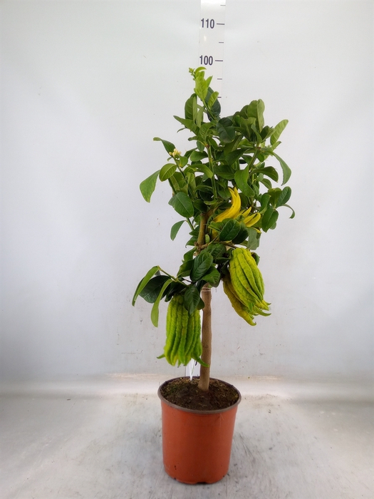 <h4>Citrus   ...</h4>