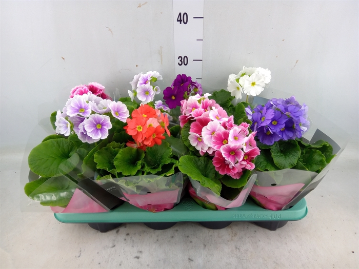 <h4>Primula obcon. 'Touch Me'   ...mix</h4>