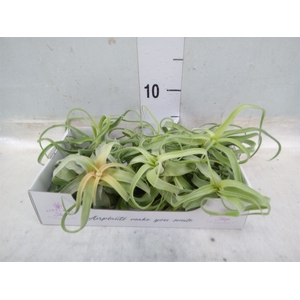 Tillandsia