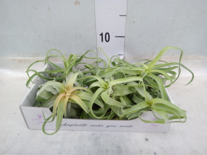 <h4>Tillandsia</h4>