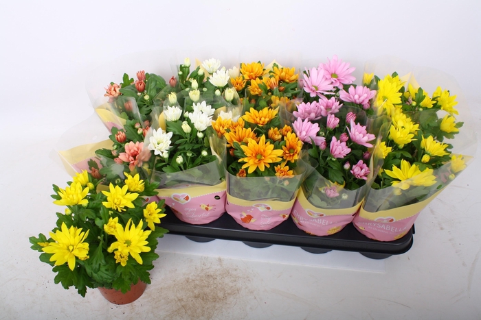 <h4>CHRYS GEM 7 KL</h4>