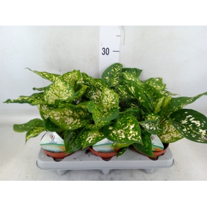 Aglaonema   ...