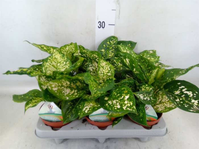 <h4>Aglaonema   ...</h4>
