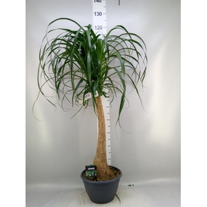 Beaucarnea recurvata