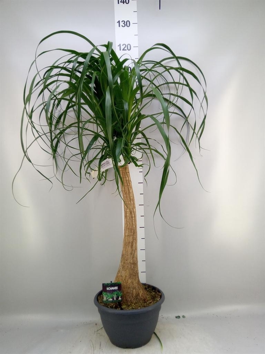 <h4>Beaucarnea recurvata</h4>