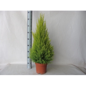 Cupressus macro. 'Goldcrest Wilma'