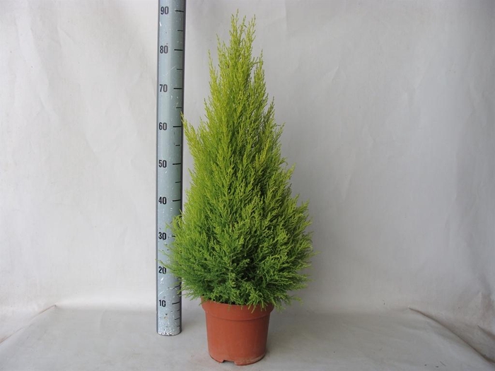 <h4>Cupressus macro. 'Goldcrest Wilma'</h4>