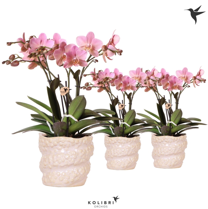 <h4>Kolibri Orchids Phalaenopsis Treviso 4 spike in Octopus pot pink</h4>