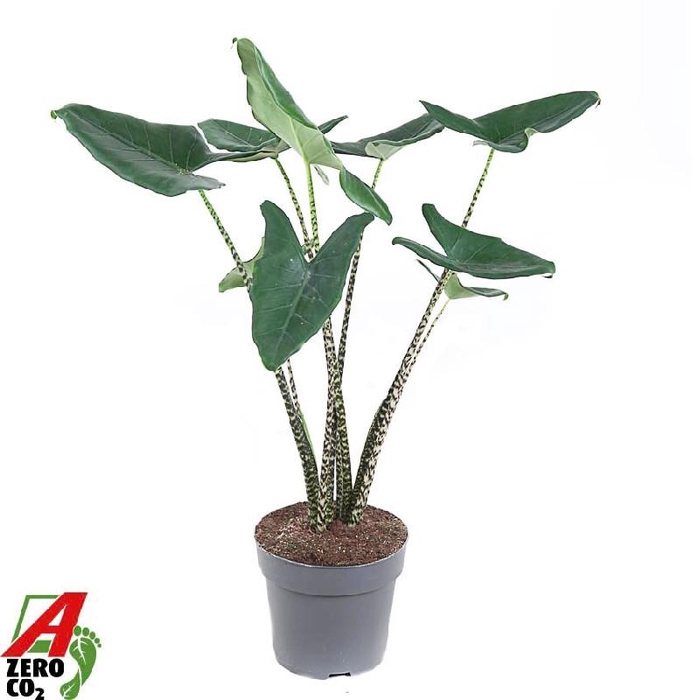<h4>Alocasia Overig Zebrina</h4>