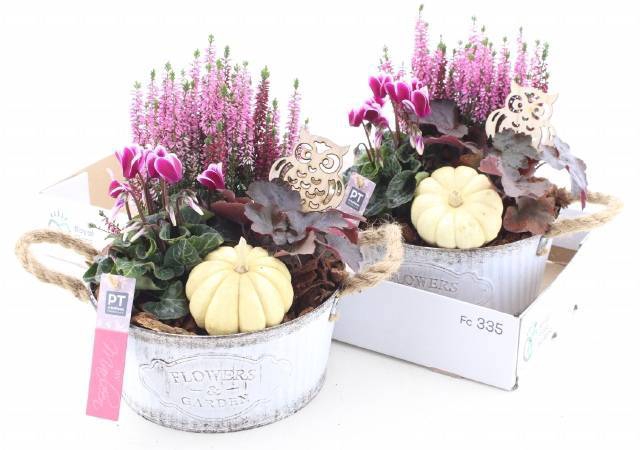 <h4>ARR TUINPLANTEN</h4>