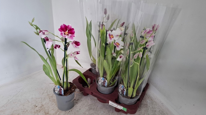 <h4>MILTONIOPSIS OV</h4>