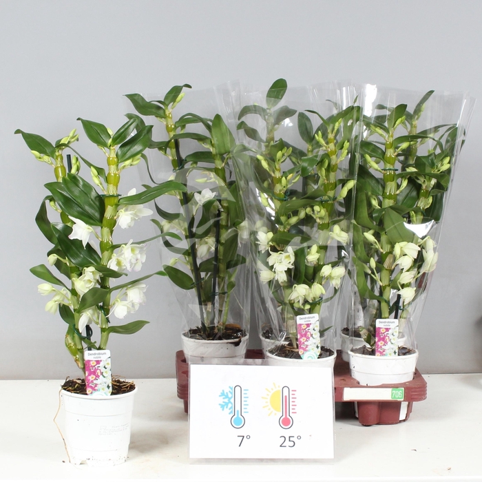 <h4>DENDR N SC APOLLON</h4>