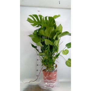 Monstera delic.