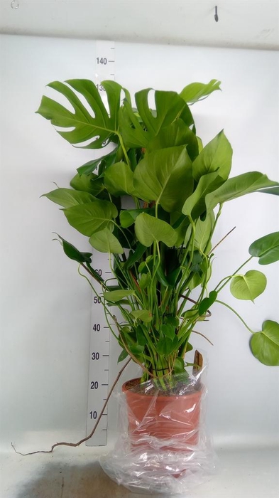 <h4>Monstera delic.</h4>
