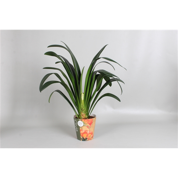 <h4>Clivia miniata XL 4 jaar oud</h4>