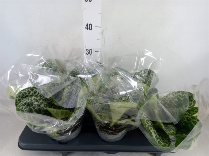 <h4>Primulina dryas 'Pretty Turtle'</h4>