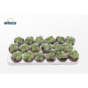 Mammillaria Ernestii Albispinus (group)