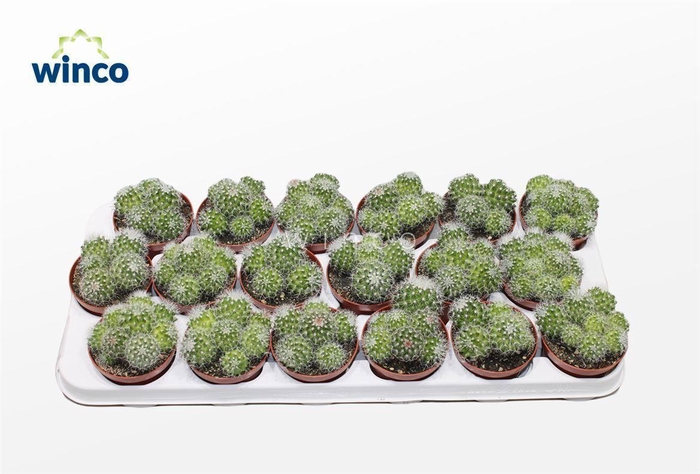 <h4>Mammillaria Ernestii Albispinus (group)</h4>