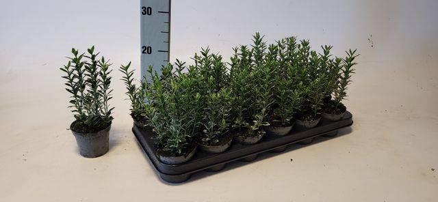 <h4>EUONYMUS JA M ALBOV</h4>