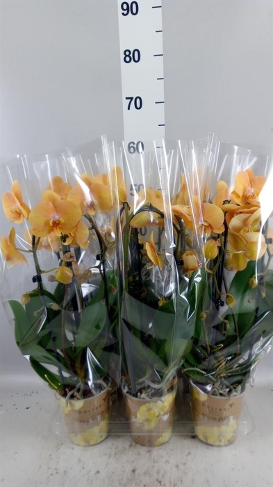 <h4>Phalaenopsis  'Elegant Cascade'</h4>