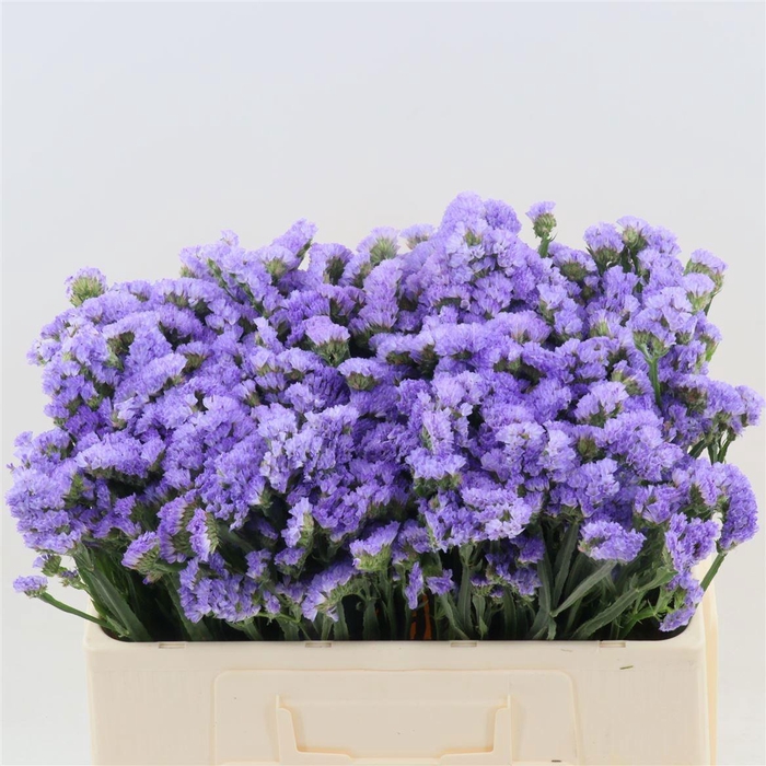 <h4>LIM S SKY WINGS</h4>