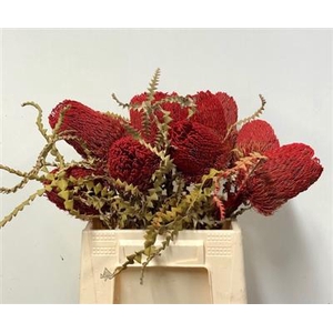 DROOG BANKSIA SPECIO