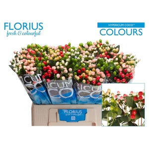 Hyp Coco Colours Gem