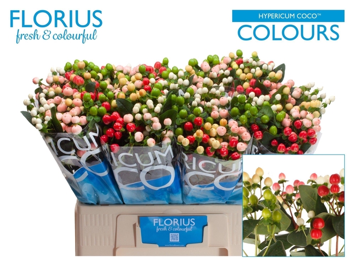 <h4>Hyp Coco Colours Gem</h4>