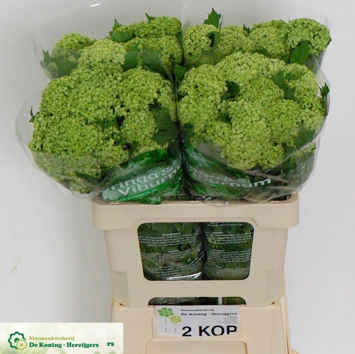 <h4>VIBURNUM ROSEUM ST</h4>