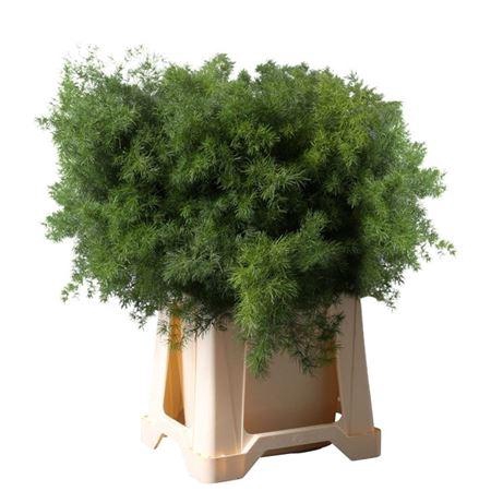 <h4>ASPARAGUS UMBELLATUS</h4>