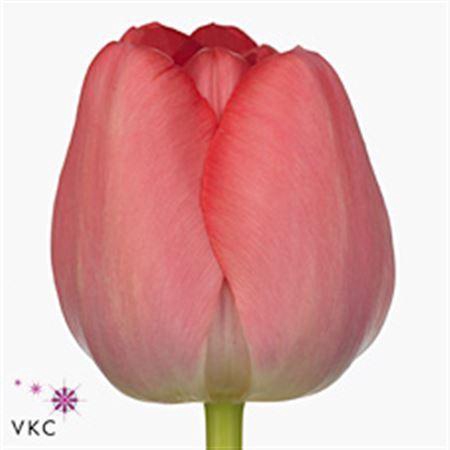 Tu En Pink Pride Rosa