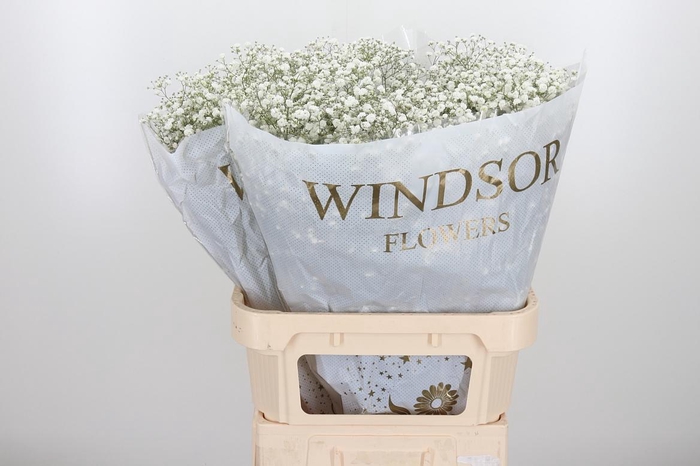 <h4>Gyps Pa Xlence</h4>