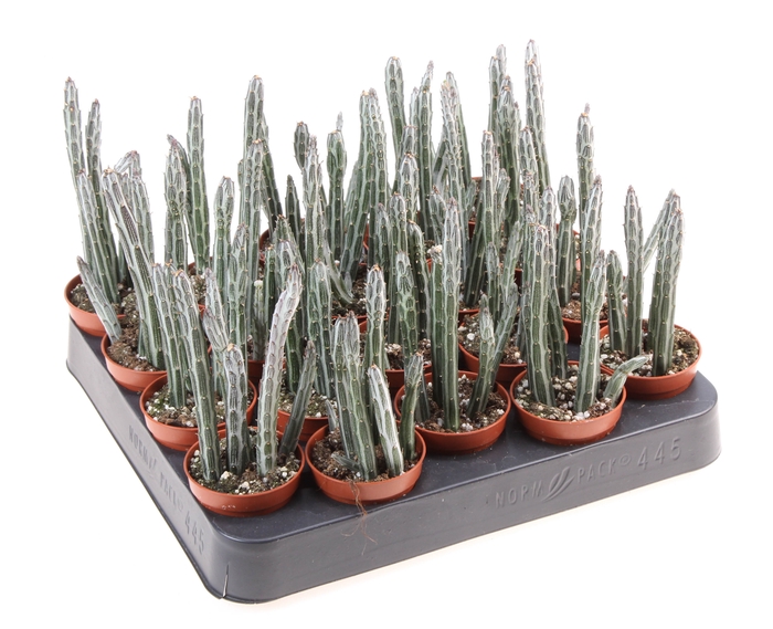 <h4>Senecio Stapeliformis</h4>