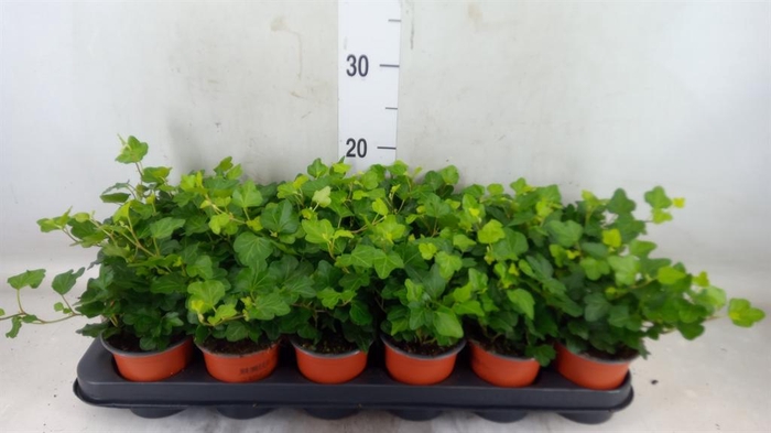 <h4>Hedera helix 'Wonder'</h4>