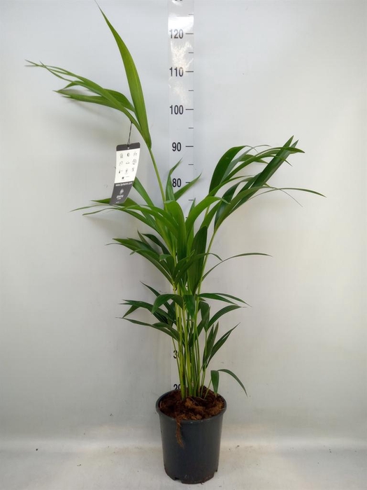 <h4>Howea forsteriana</h4>